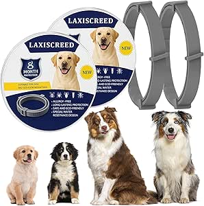 71+wejeUkcL._AC_SY300_SX300_QL70_ML2_